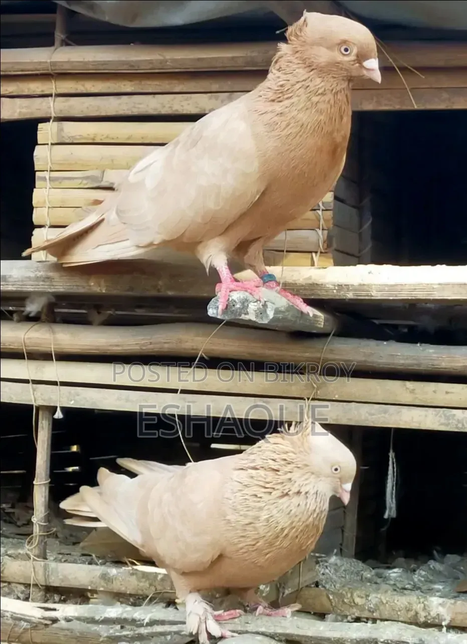 ঘিয়া চন্দন কবুতর