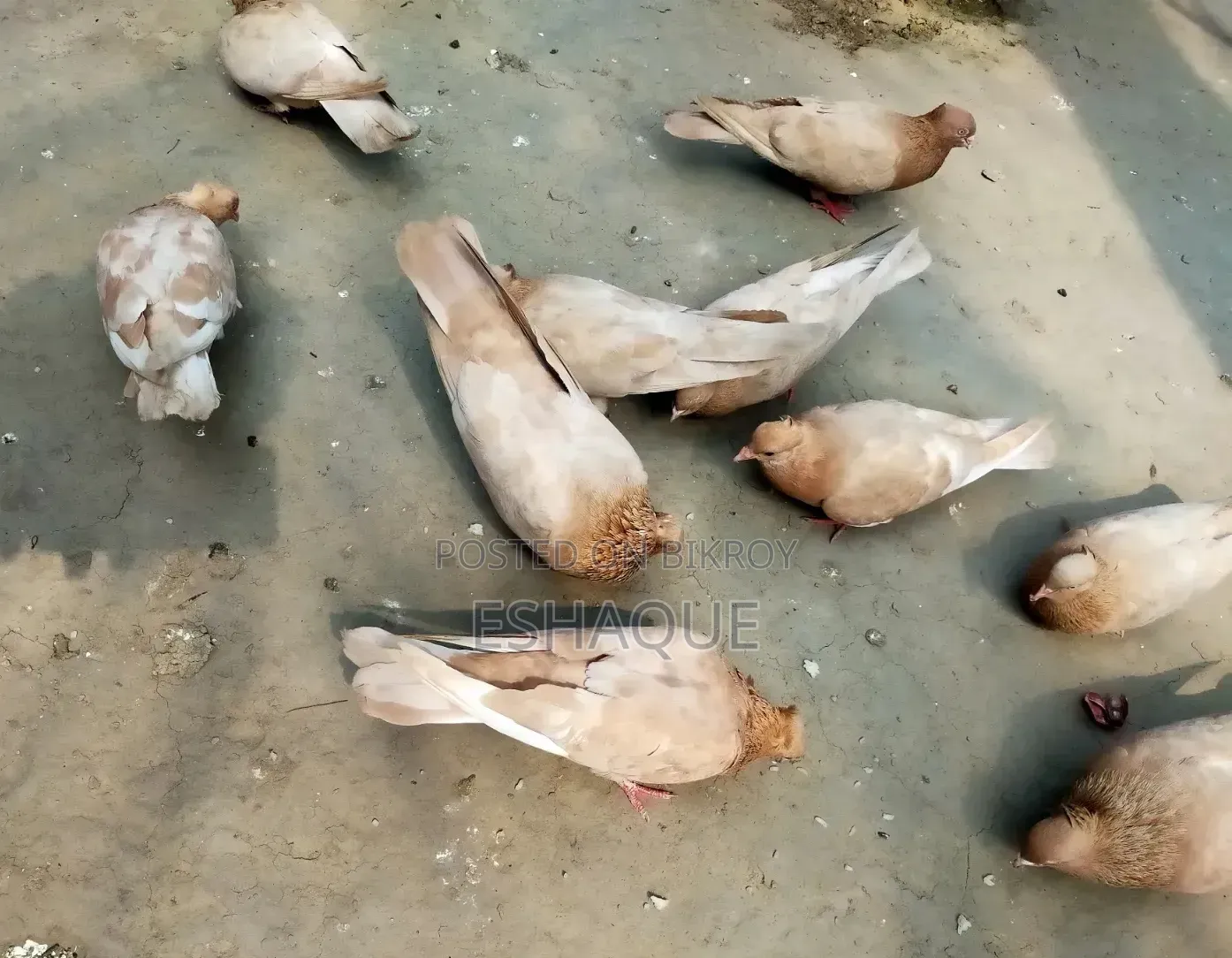 ঘিয়া চন্দন কবুতর