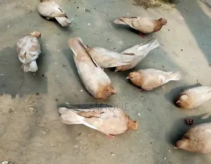ঘিয়া চন্দন কবুতর