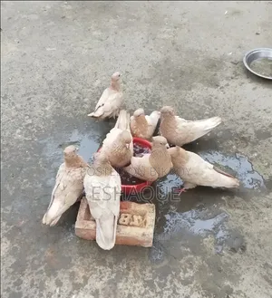 ঘিয়া চন্দন কবুতর