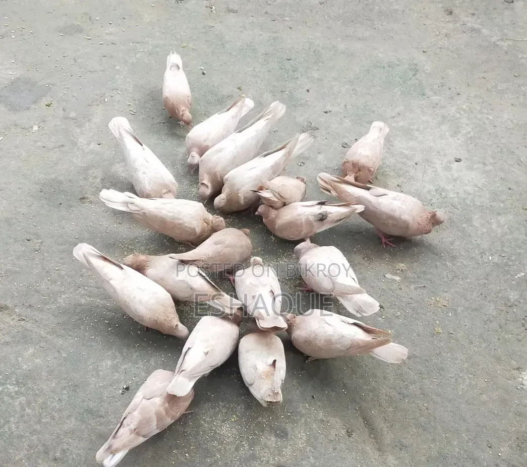 ঘিয়া চন্দন কবুতর