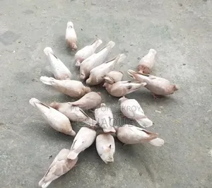 ঘিয়া চন্দন কবুতর