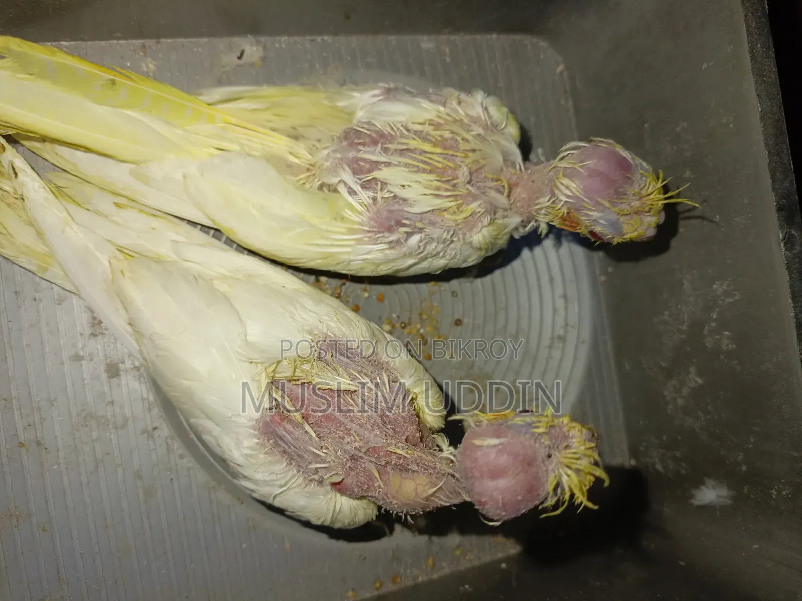 ২ পিস টেম সাইজ বেবি