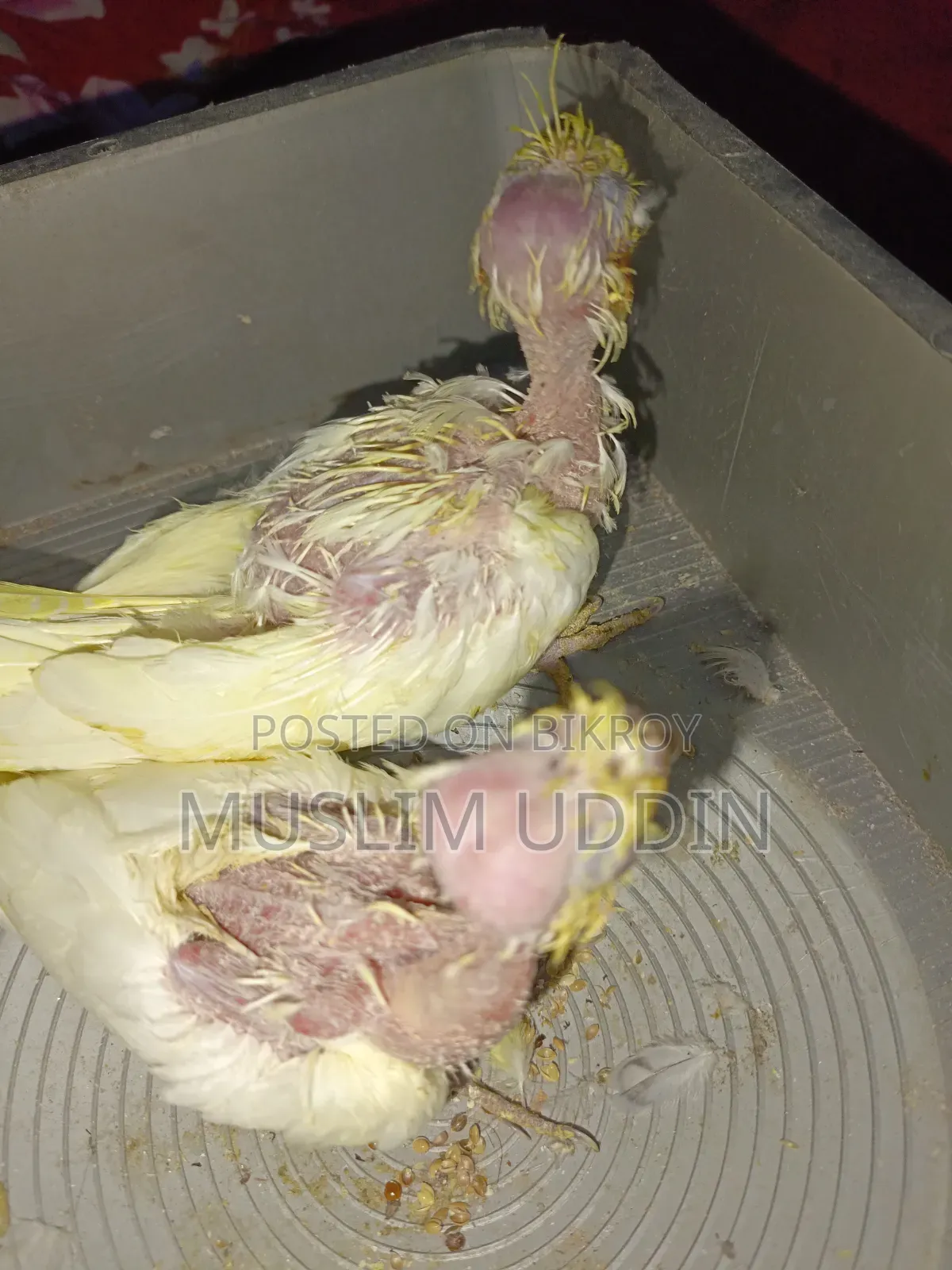 ২ পিস টেম সাইজ বেবি