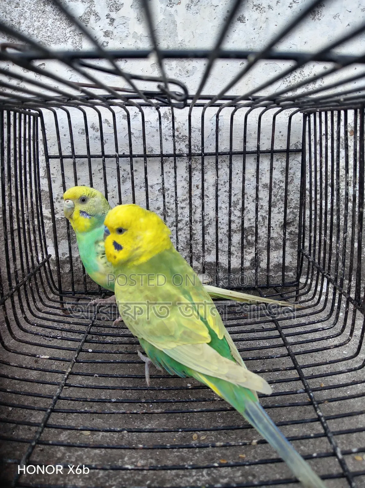 একজোড়া রানিং বাজরিকার পাখি বিক্রি হবে