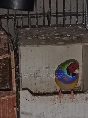 ফিন্চ পাখি