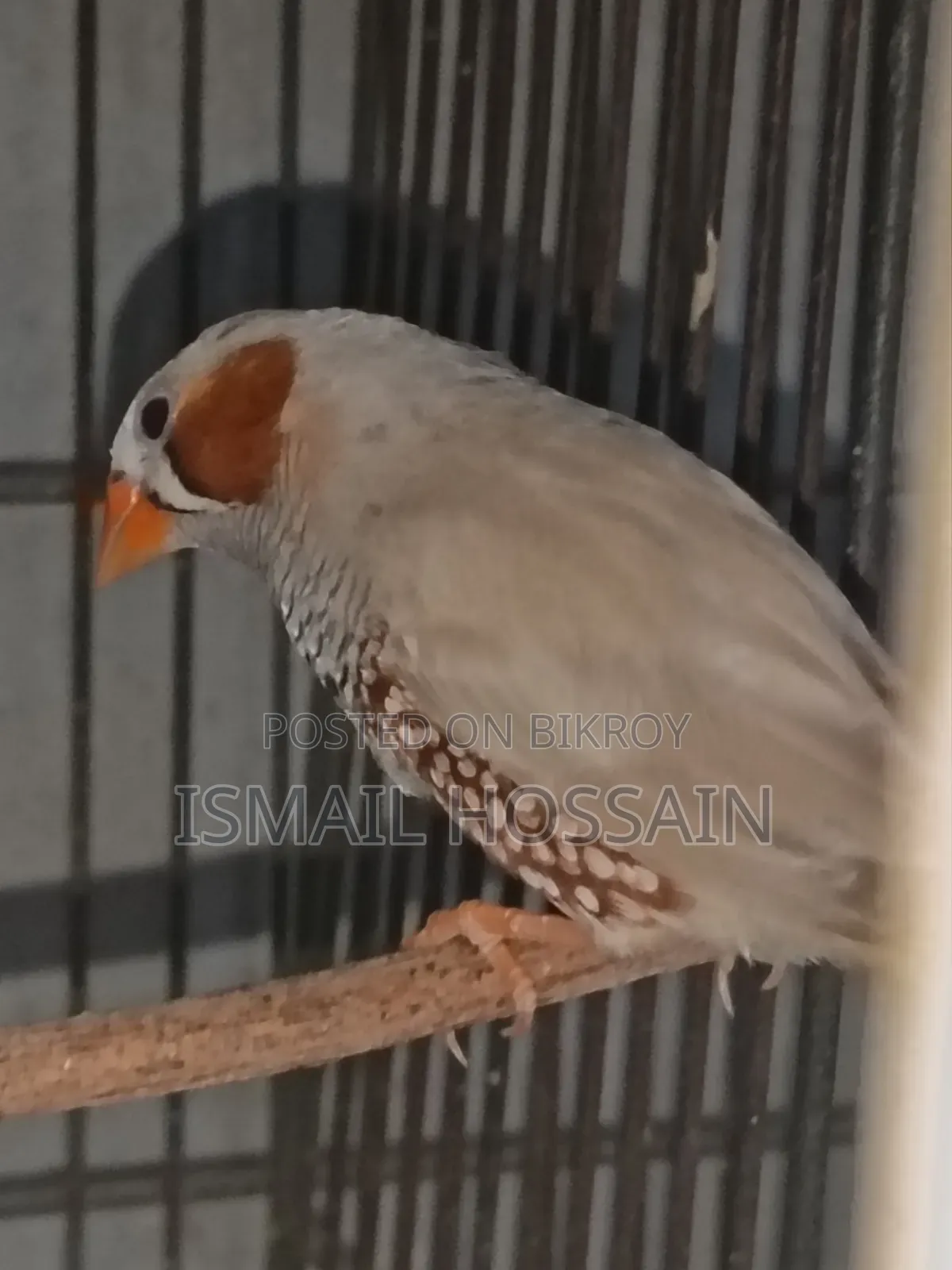 ফিন্চ পাখি