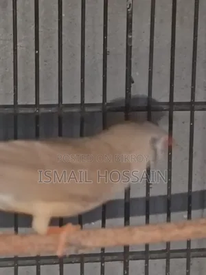 ফিন্চ পাখি