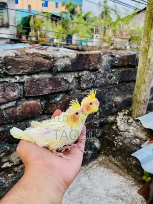 লুটিনো ককাটেল বেবি