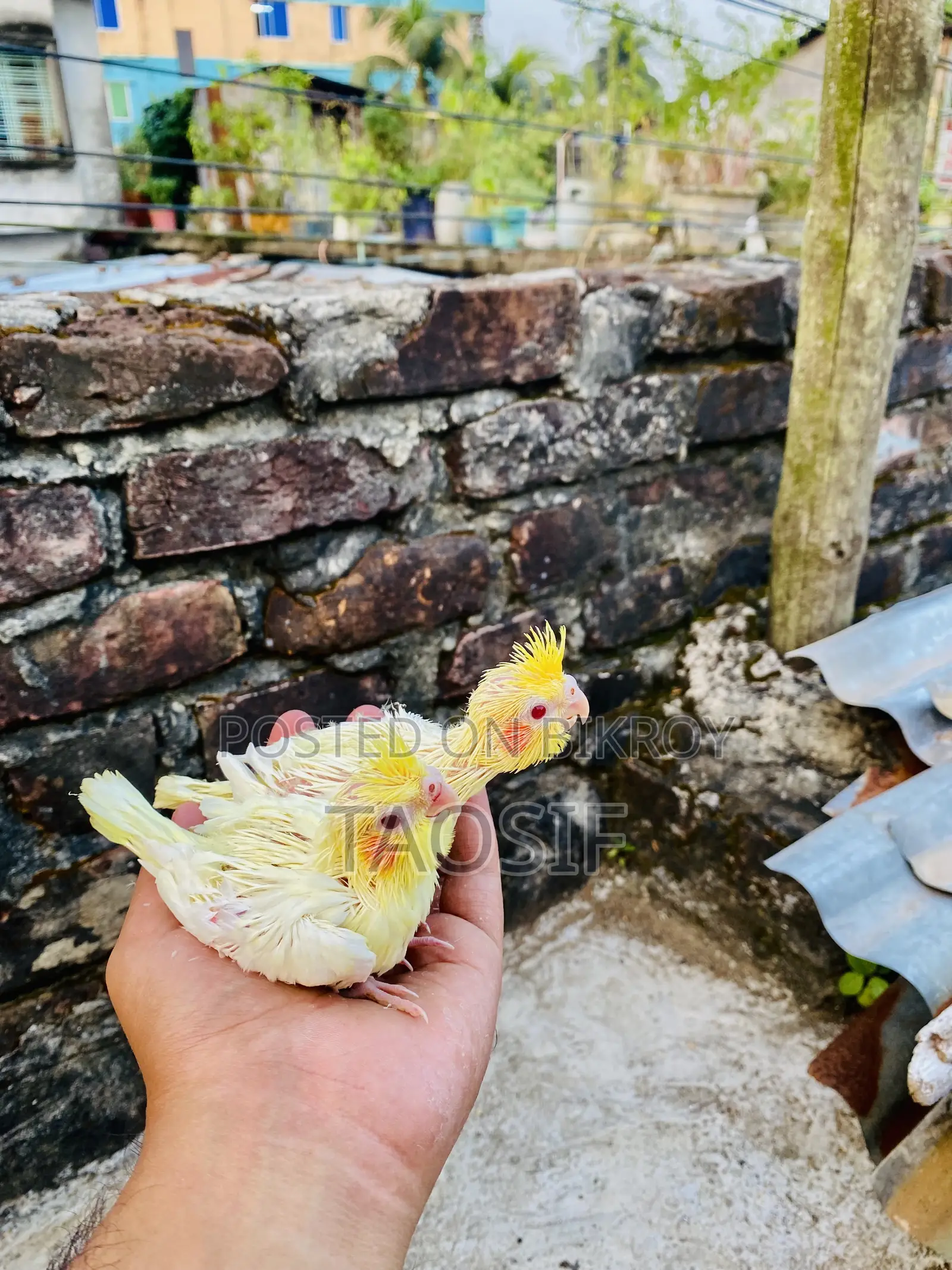 লুটিনো ককাটেল বেবি