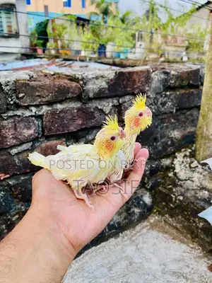 লুটিনো ককাটেল বেবি