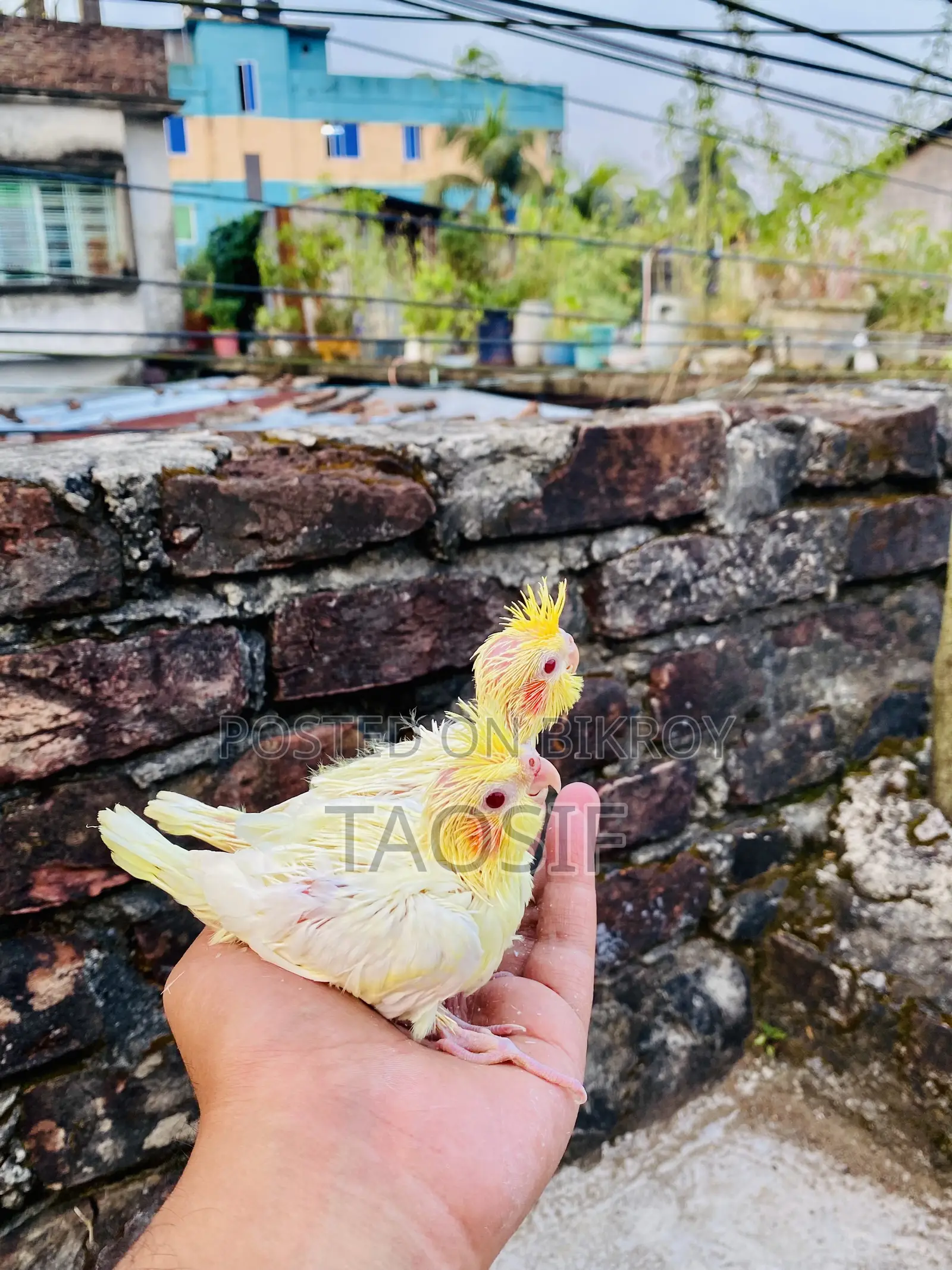 লুটিনো ককাটেল বেবি