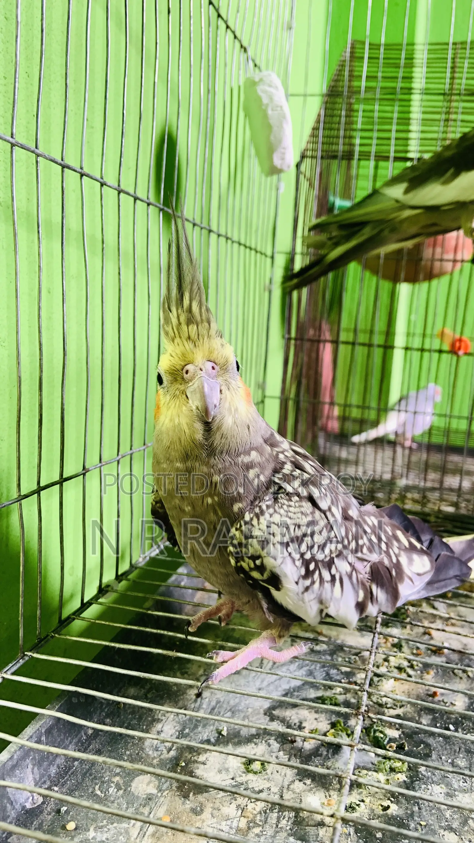 Whiteface Cockatiel Female