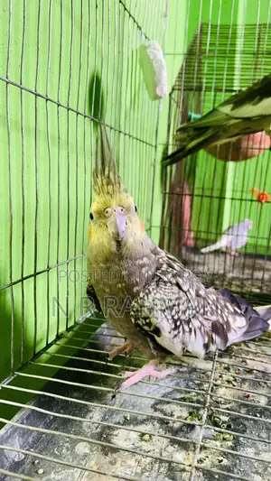 Whiteface Cockatiel Female
