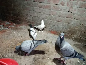 রেসার ও গিরিবাজ