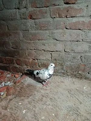 রেসার ও গিরিবাজ