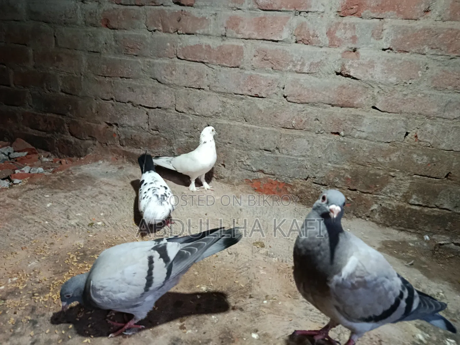 রেসার ও গিরিবাজ