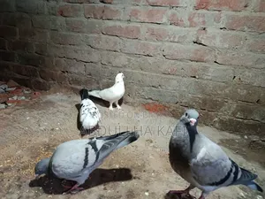 রেসার ও গিরিবাজ