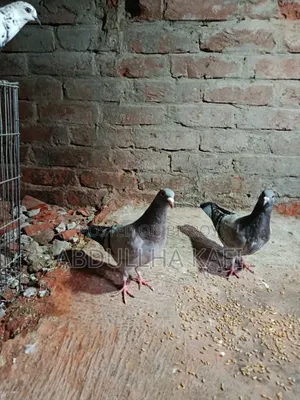 রেসার ও গিরিবাজ