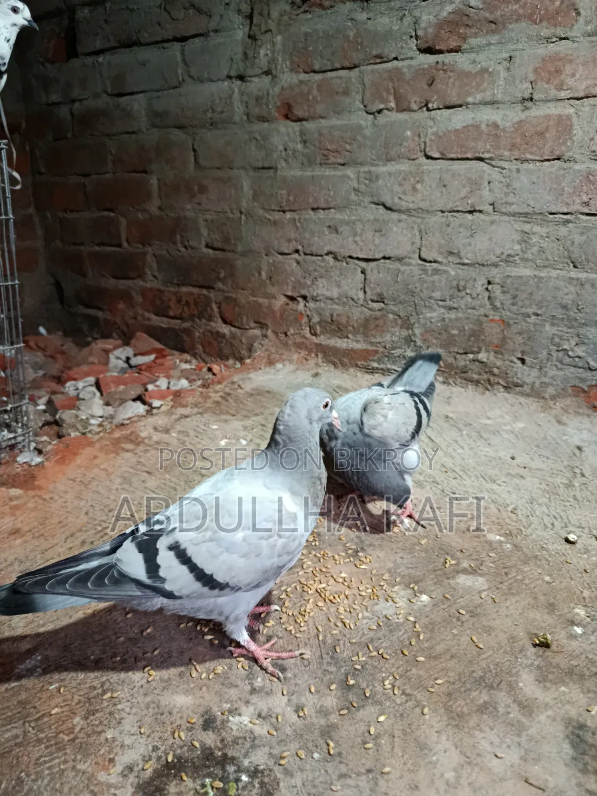 রেসার ও গিরিবাজ
