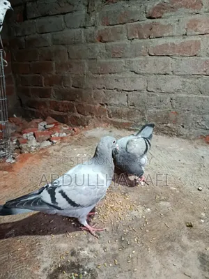 রেসার ও গিরিবাজ