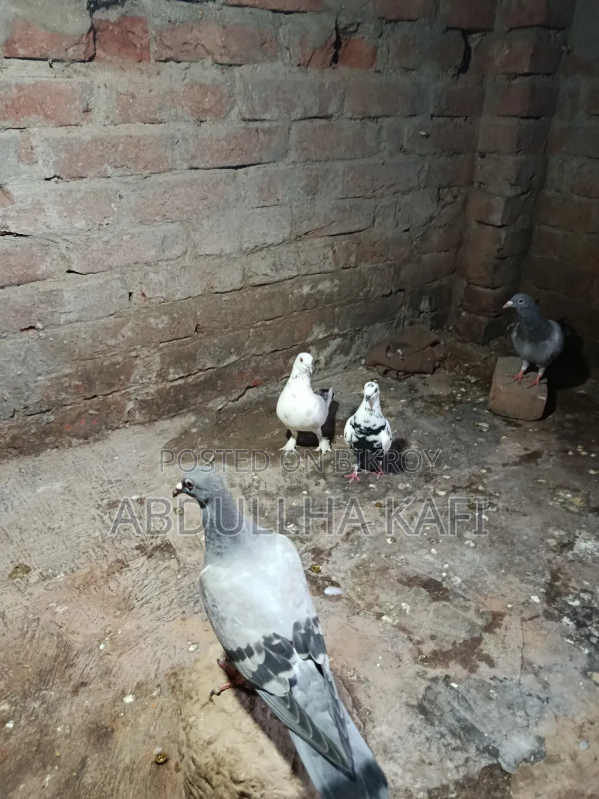 রেসার ও গিরিবাজ