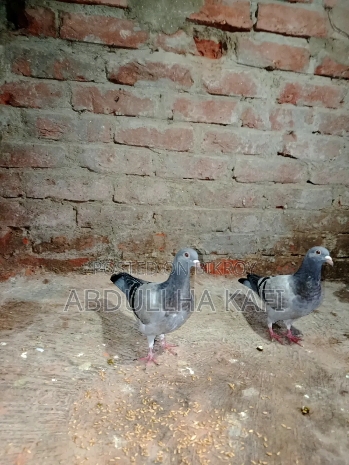 রেসার ও গিরিবাজ