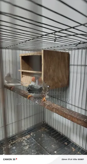 জাম্বুর সাইজ জিওগ্রাফিজ