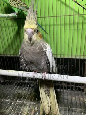 Whiteface Cockatiel Female