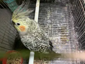 Whiteface Cockatiel Female