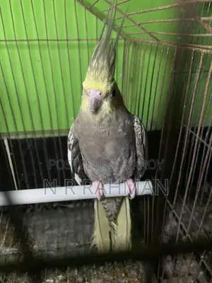 Whiteface Cockatiel Female