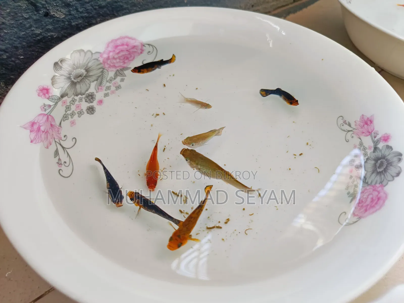 Molly, Platy and Black Moscow