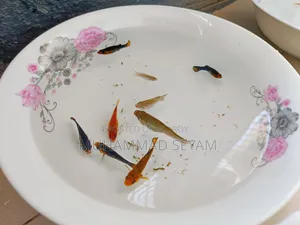 Molly, Platy and Black Moscow