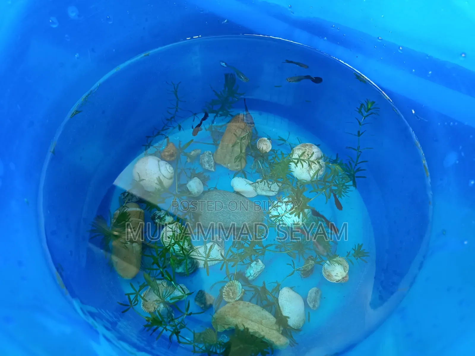 Molly, Platy and Black Moscow