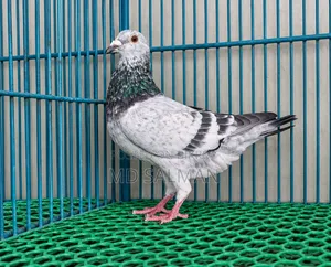 রেসার কবুতর