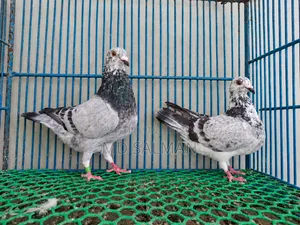 রেসার কবুতর