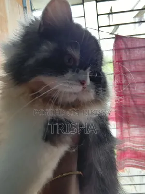 ৬-১২ মাস বয়সী স্ত্রী খাঁটি পার্সিয়ান বিড়াল