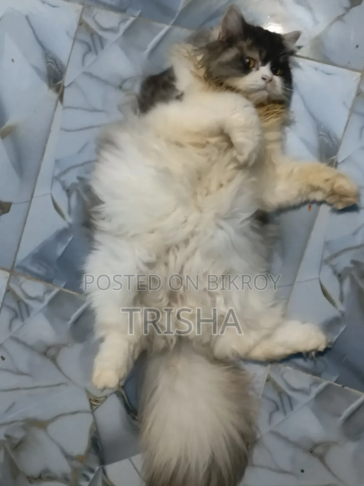 ৬-১২ মাস বয়সী স্ত্রী খাঁটি পার্সিয়ান বিড়াল