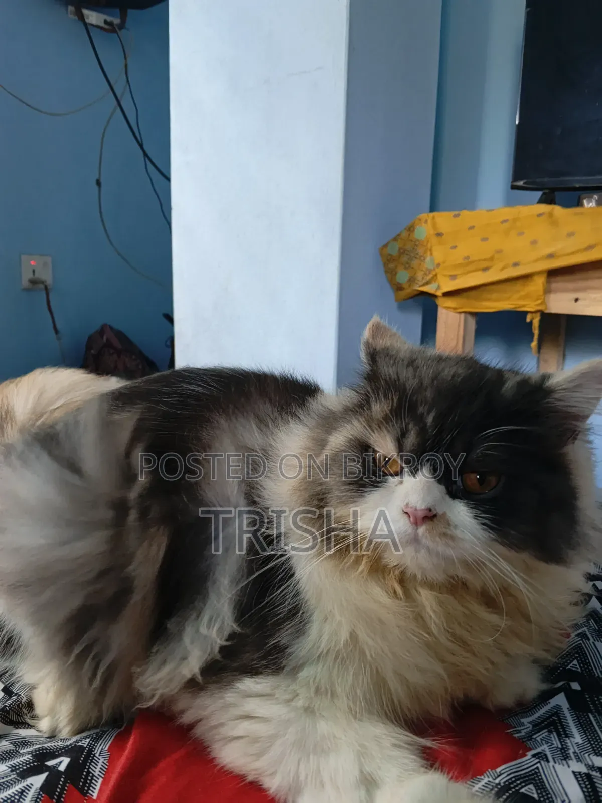 ৬-১২ মাস বয়সী স্ত্রী খাঁটি পার্সিয়ান বিড়াল
