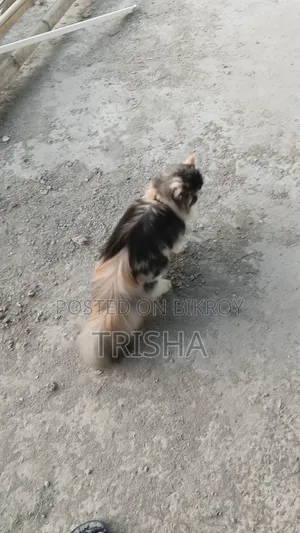 ৬-১২ মাস বয়সী স্ত্রী খাঁটি পার্সিয়ান বিড়াল