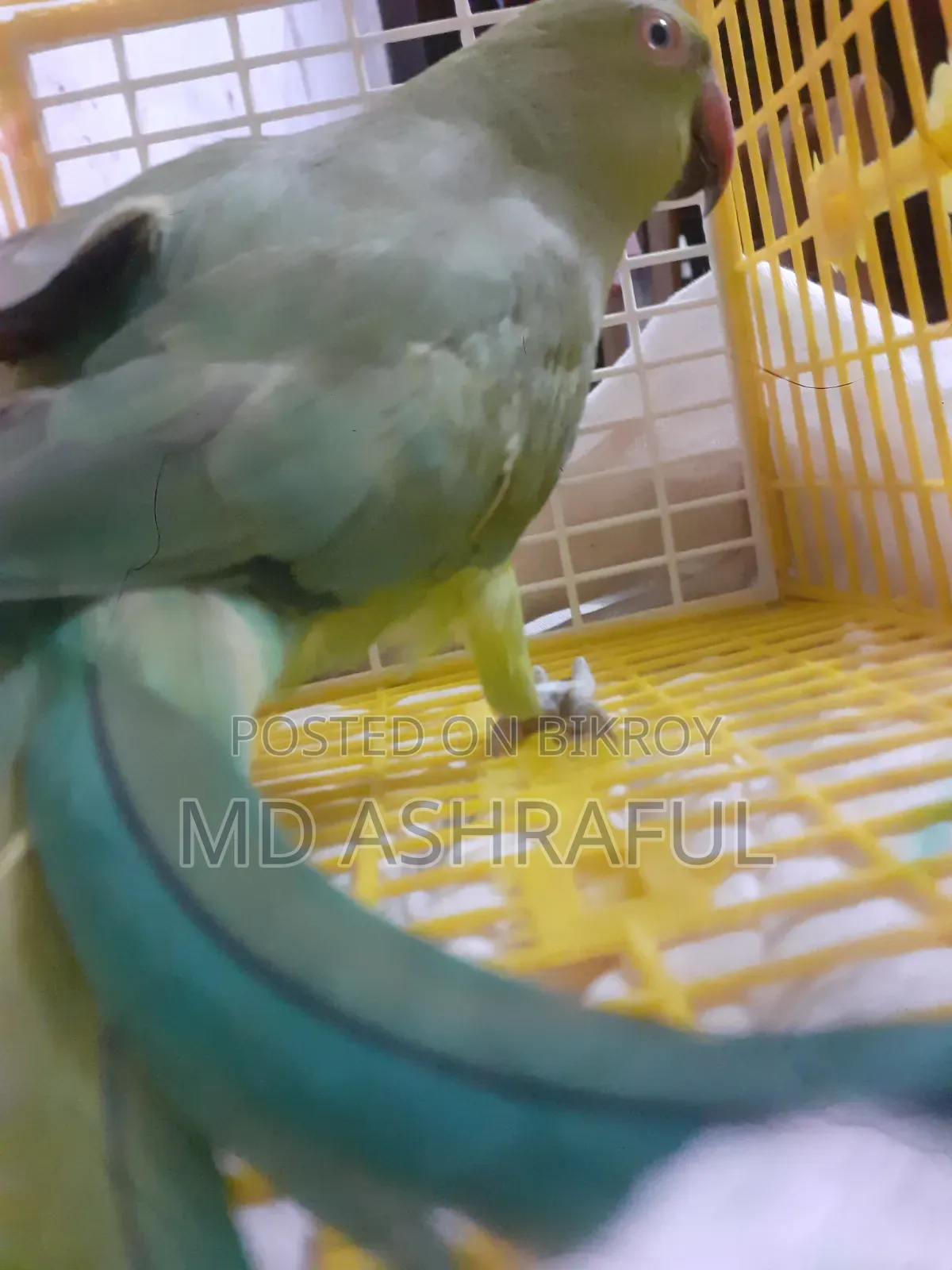 টিয়া পাখি