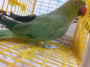 টিয়া পাখি