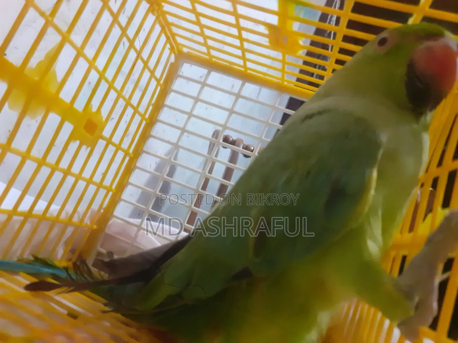 টিয়া পাখি
