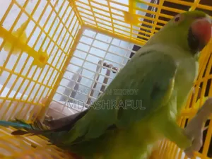 টিয়া পাখি
