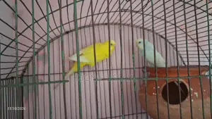 বাজরিকা পাখি