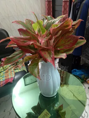 বাগানের সরঞ্জাম