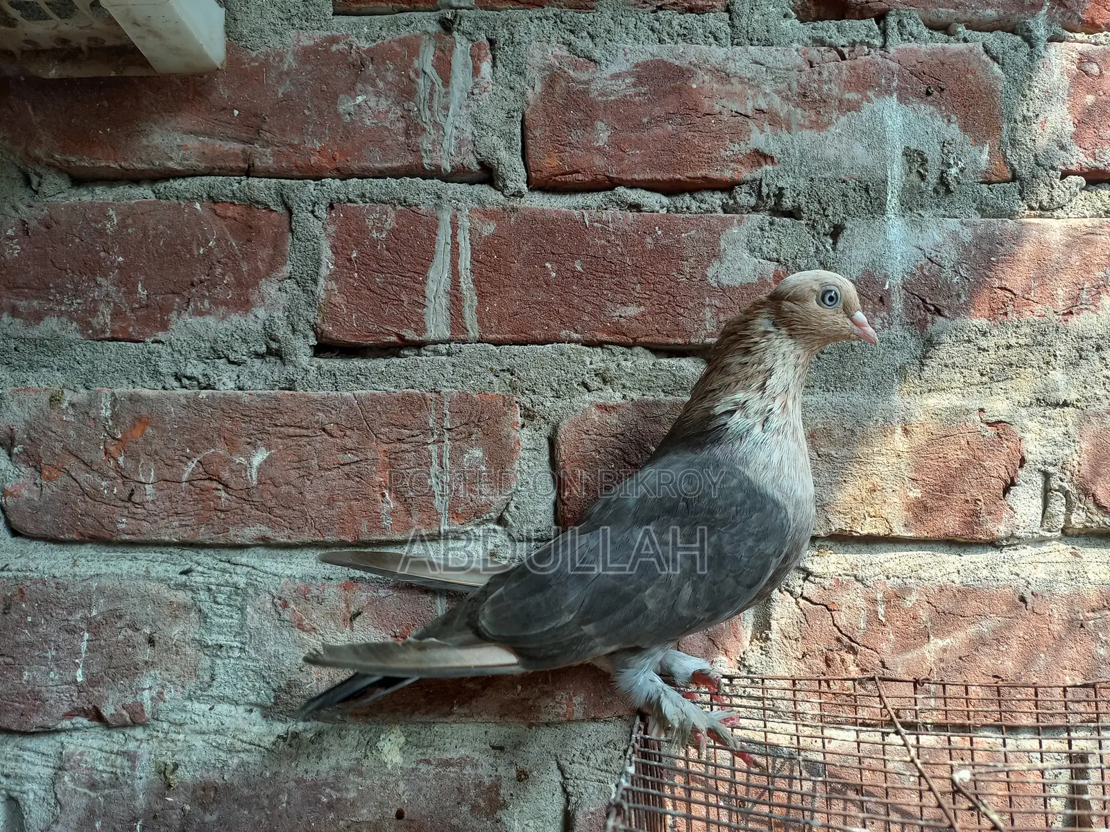 Bob White Running Quail Bobwhite Running