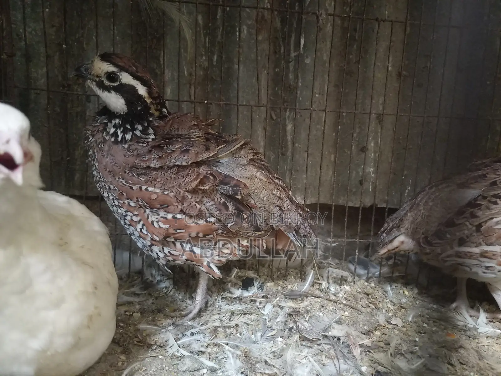 Bob White Running Quail Bobwhite Running