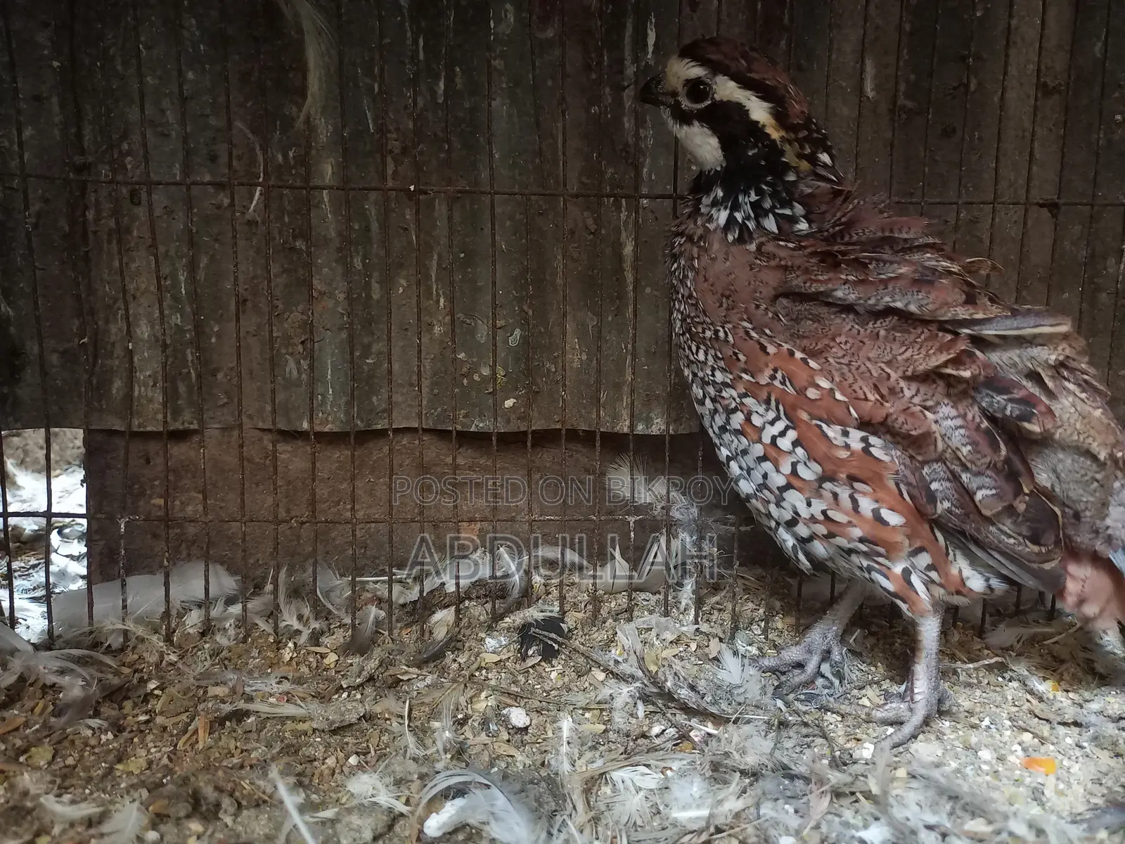 Bob White Running Quail Bobwhite Running