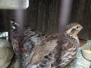 Bob White Running Quail Bobwhite Running